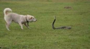 猎蛇狗视频,勇敢追踪，揭秘神秘蛇类世界